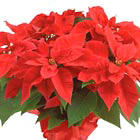 Christmas Poinsettia Plant